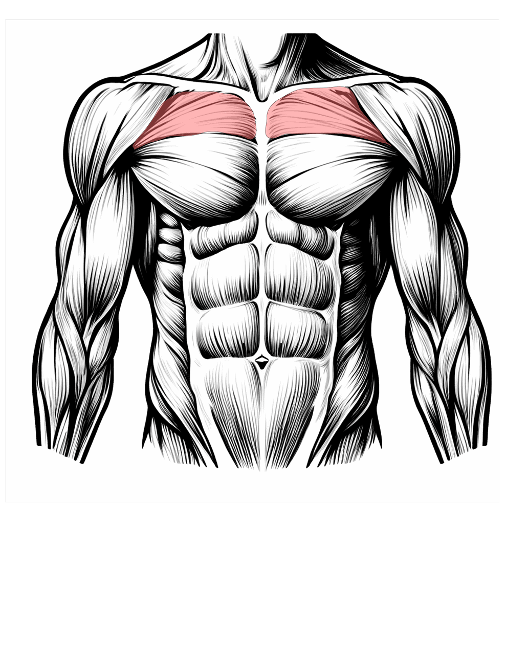 diagram of upper chest