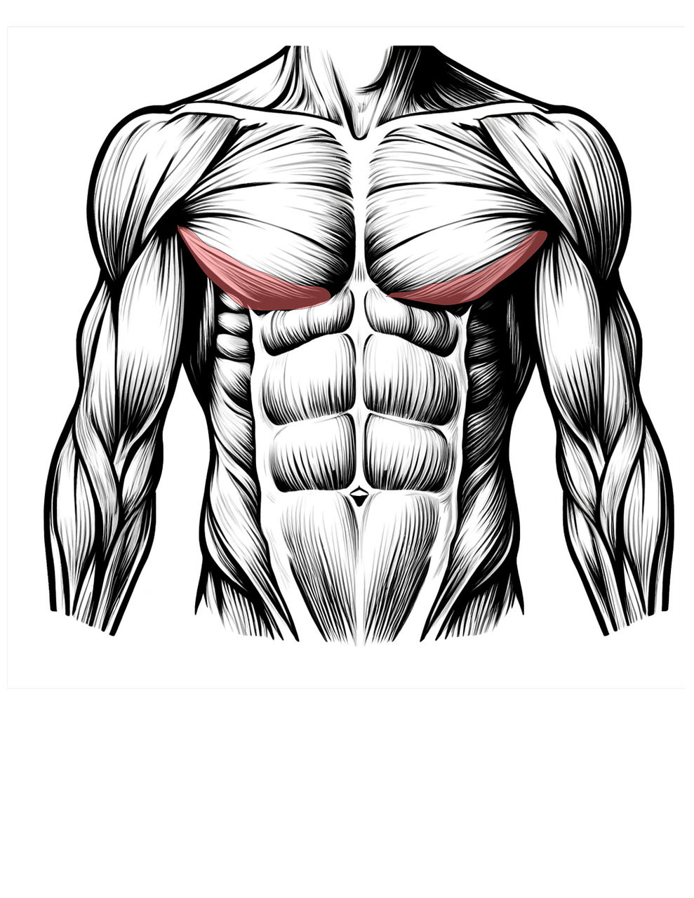 diagram of lower chest